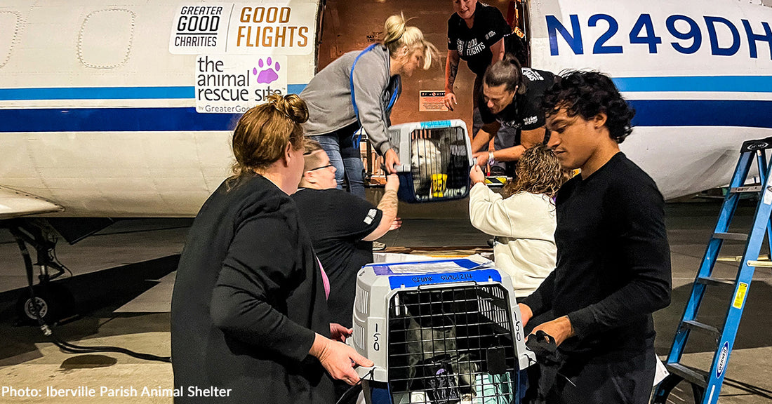 Over 40 Shelter Dogs & Cats Safely Land In New Jersey and Are Ready to Find Homes