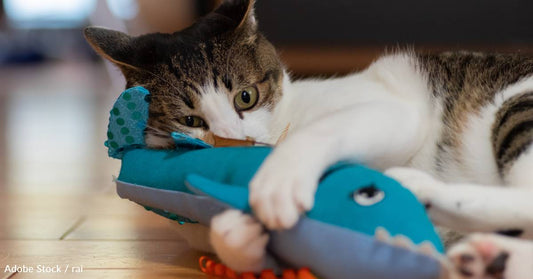 How to Play with Your Cat: Tips and Seven Fun Ideas