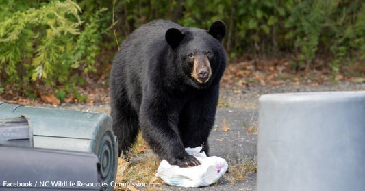 Human-Bear Interactions Up in North Carolina As Area Works to Recover From Helene