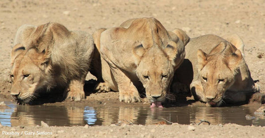 Human Presence May Impact Predator-Prey Dynamics at Waterholes