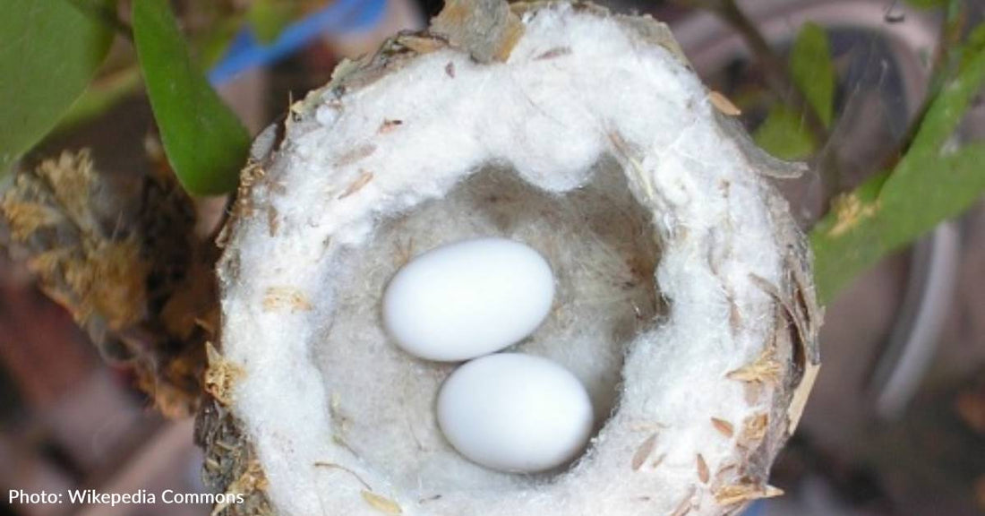 These Tiny Eggs And Nests In Your Yard Belong To Hummingbirds And They Are Protected By The Law