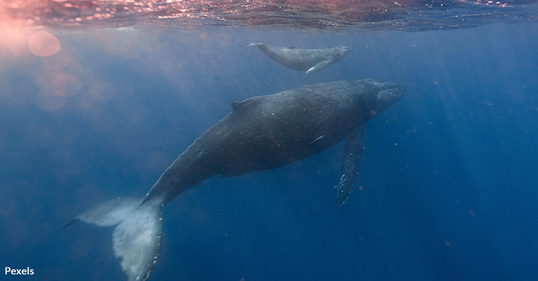 Incredible Effort Frees Humpback Whale from 300lb Crab Pot