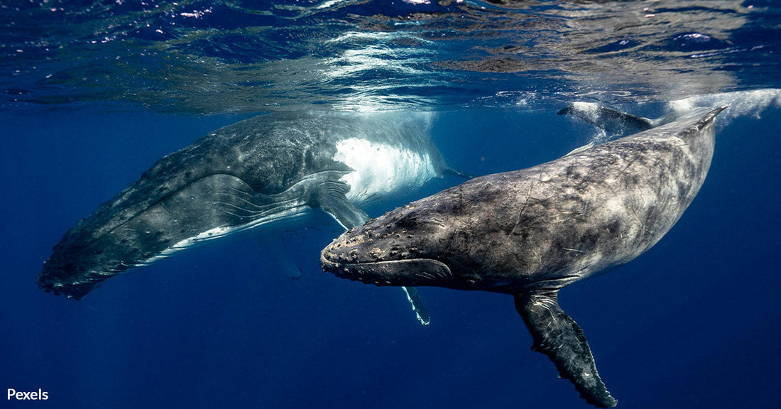 Scientists Uncover Human-Like Patterns In Humpback Whale Songs