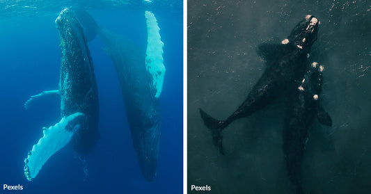 Mating Mystery Turns Into Survival Saga for Endangered Humpbacks