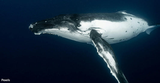 Drone Captures Humpback Whale That Lost Fluke In Serious Accident