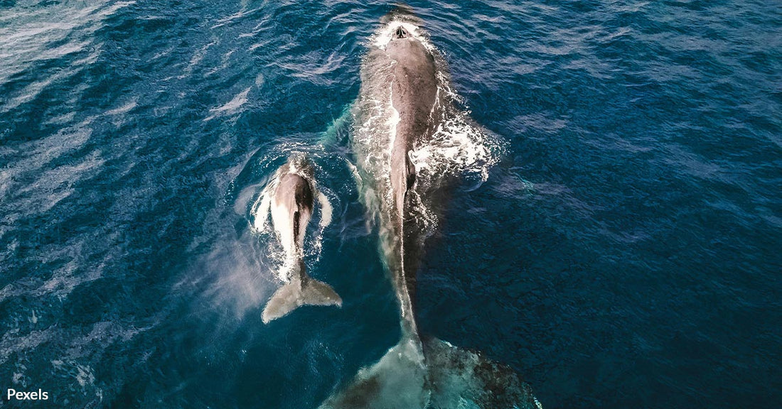 Tourist Captures Mother Whale Teaching Calf How To Breach Near Hawaii