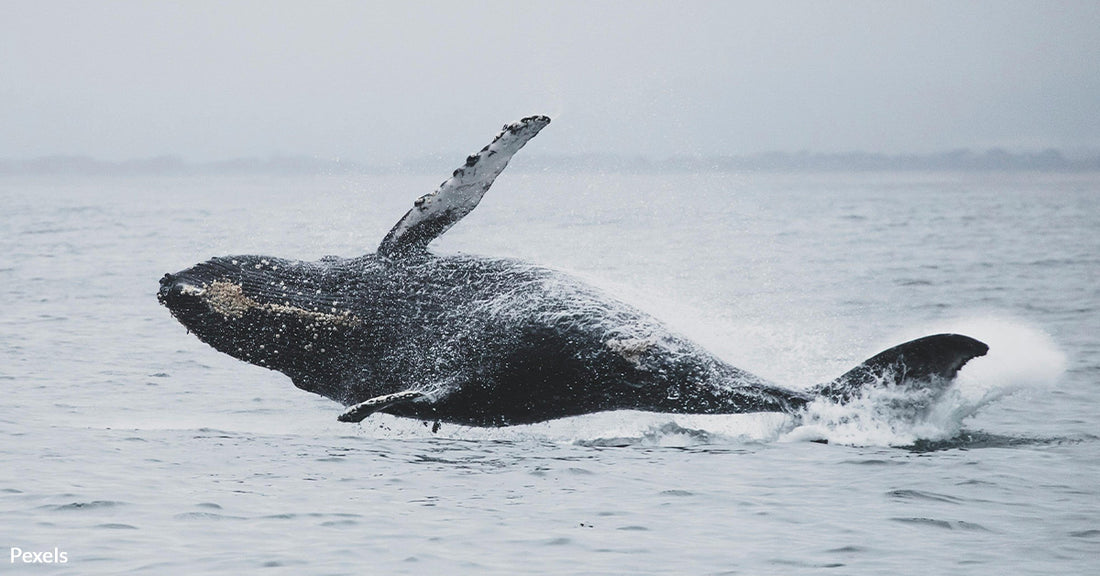 Humpback Whale Thrills New Yorkers with Rare East River Sighting