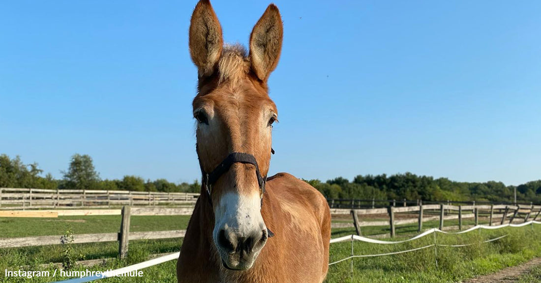 The Heartwarming Rescue and Fabulous Life of Insta-Famous Humphrey the Mule