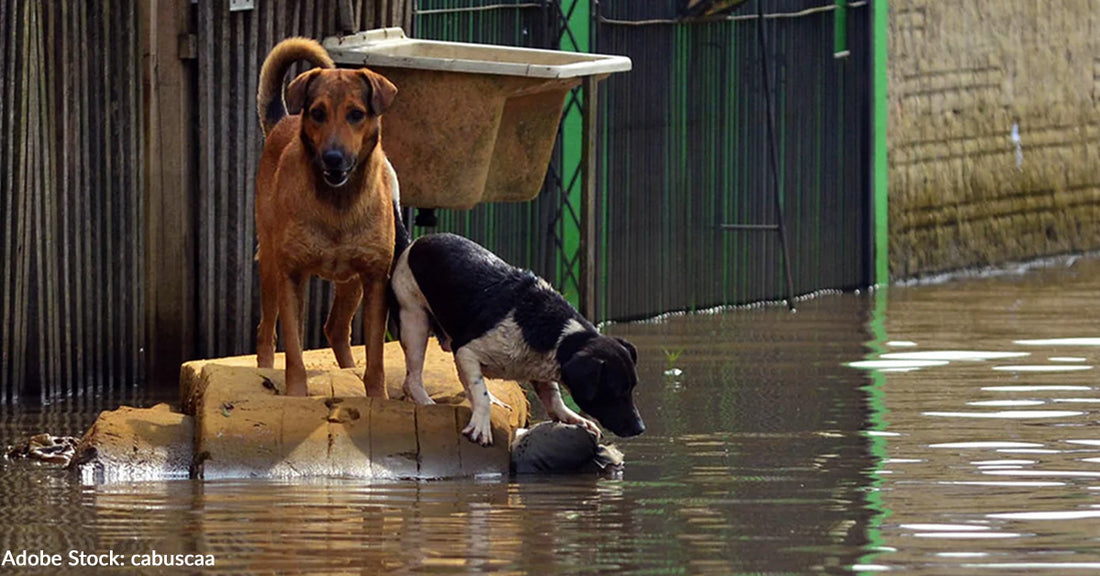 People & Pets Need Our Help As Hurricane Beryl Leaves Path of Destruction Across Caribbean and Houston