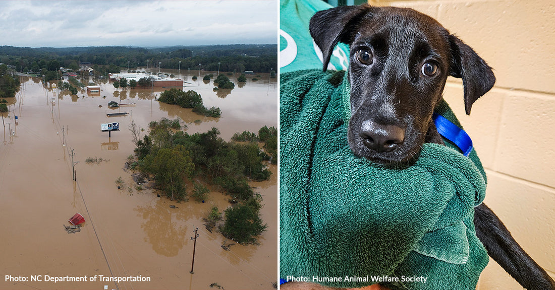 Help Fly Shelter Pets to Freedom After Hurricane Helene