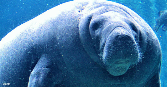 Manatees Stranded and Fighting for Survival After Hurricane Helene's Devastation