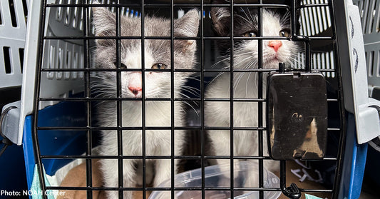 58 Shelter Cats & Dogs in Hurricane-Ravaged Tennessee Catch Flight to Freedom