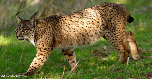 Iberian Lynx No Longer Endangered After Two Decades of Conservation Efforts