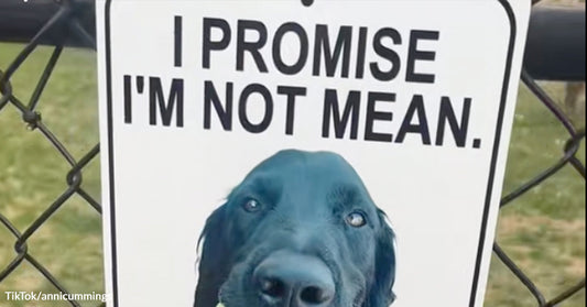 Sign on a chain-link fence shows a black dog’s face with the words “I promise I’m not mean.”