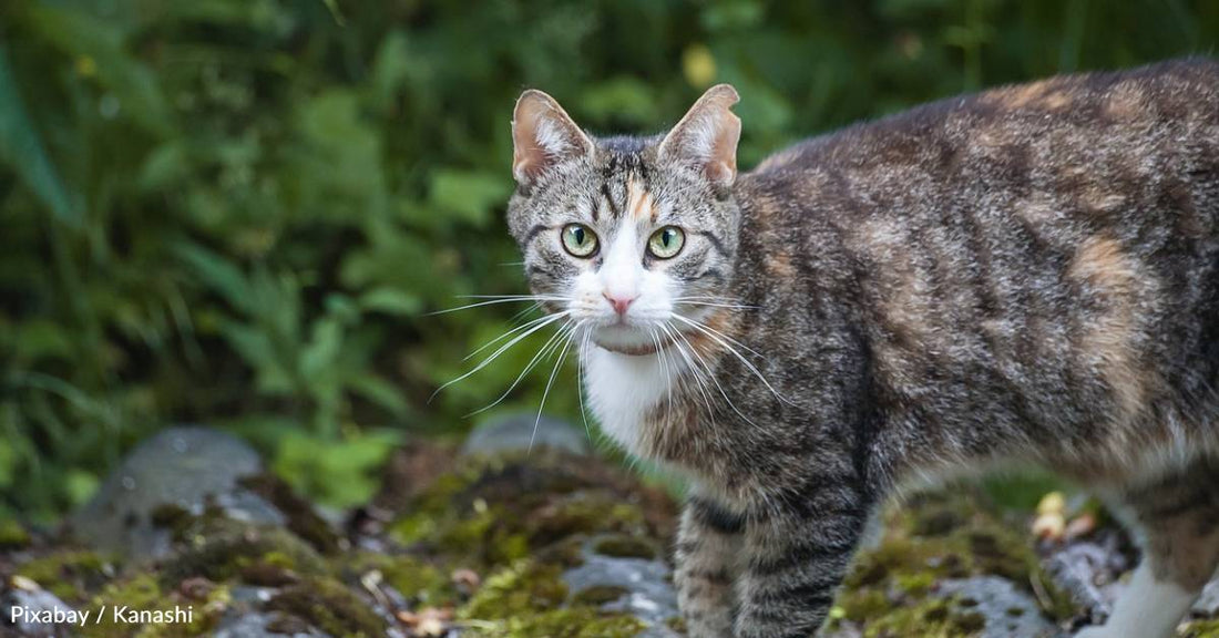 Family Adopts Skittish, Defensive Cat and Spends Years Getting Him to Open Up