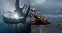 On the left, a large shark is entangled in a fishing net underwater; on the right, an orca surfaces beside a fishing vessel surrounded by seagulls.
