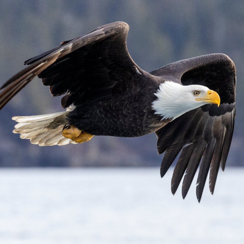 A bald eagle soars in flight over a calm body of water with rocky outcroppings and forested hills in the background.