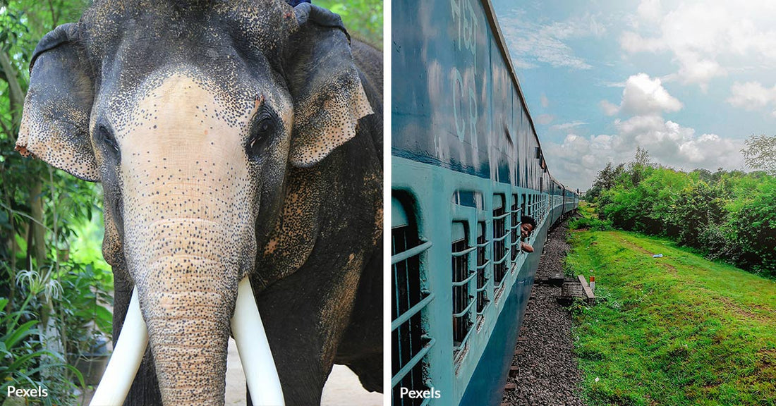 Speeding Trains Claim Lives of India's Endangered Elephants at Alarming Rate