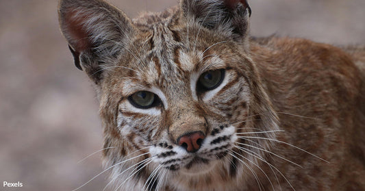 Indiana's Plan to Hunt Bobcats Threatens a Species on the Brink of Recovery