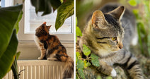 Split image of a long-haired calico cat on a windowsill and a close-up of a gray tabby cat among green leaves.