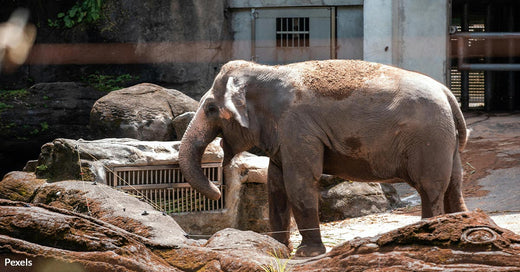 Indu’s Struggle Prompts Phoenix Zoo to Review Elephant Enclosure