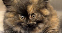 inflated-cat-0.jpg: Close-up of a fluffy tortoiseshell kitten with wide eyes and mottled black-and-orange fur, facing the camera indoors.