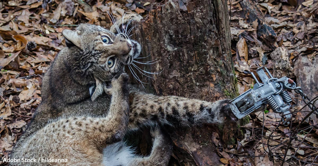 Foot-hold and Leg-hold Traps Now Banned In 10 U.S. States