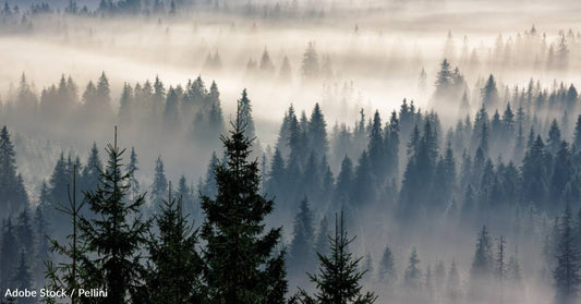 How to Help Forests on This International Day of Forests