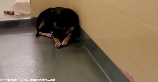 Invisible Shelter Dog Is Learning To Trust Humans Again