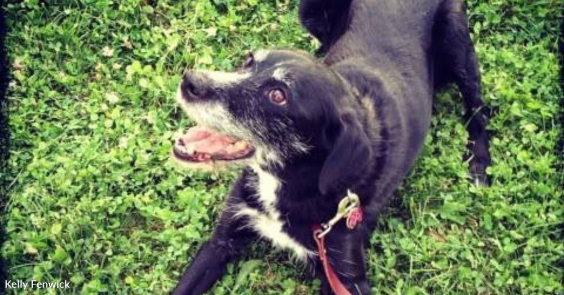 Quiet Dog Reaches Paw Out to Shelter Visitor, Marking the Beginning of a Lifelong Friendship