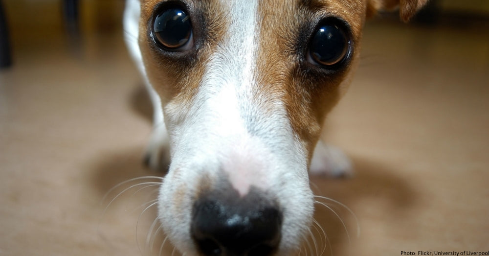 Anxiety In Dogs: How To Calm Your Anxious Dog (And Improve His Bad Behavior)