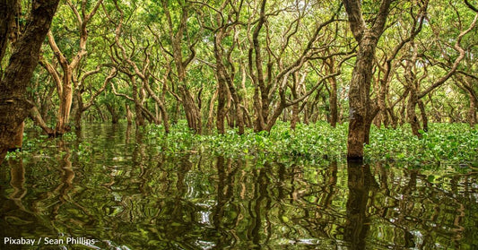 IUCN Report: Half of Mangrove Ecosystems Are at Risk of Collapse