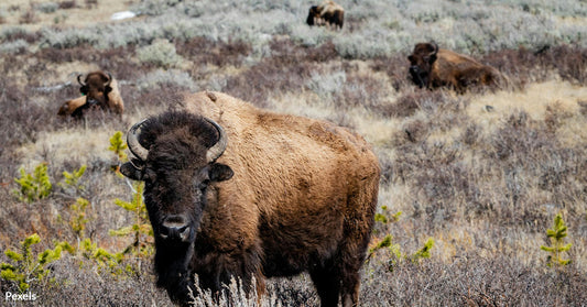 Jackson Hole's New Instagram Filter Protects Tourists and Wildlife from Dangerous Encounters