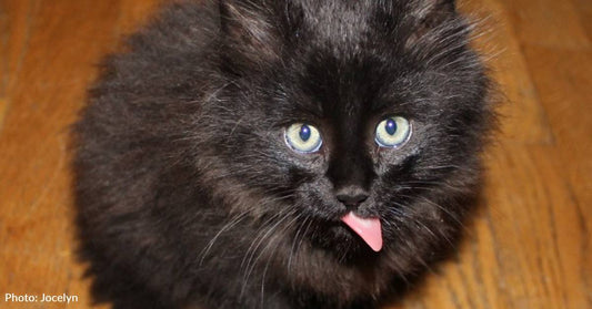 Tiny Kitten Rescued From Forklift's Engine Compartment