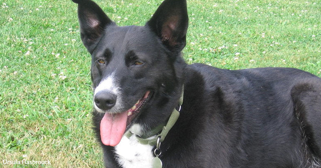 Black and white dog lying on grass, panting and looking content.