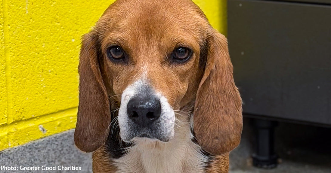 beagle standing in front of yellow wall looking at camera