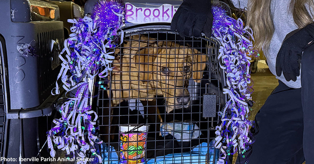 tan dog inside crate with purple streamers