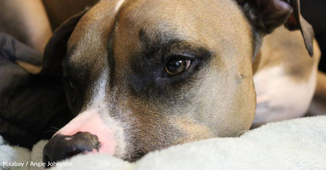 Sick Dog Brought Home So She Wouldn't Have to Die in the Shelter, Makes Miracle Recovery