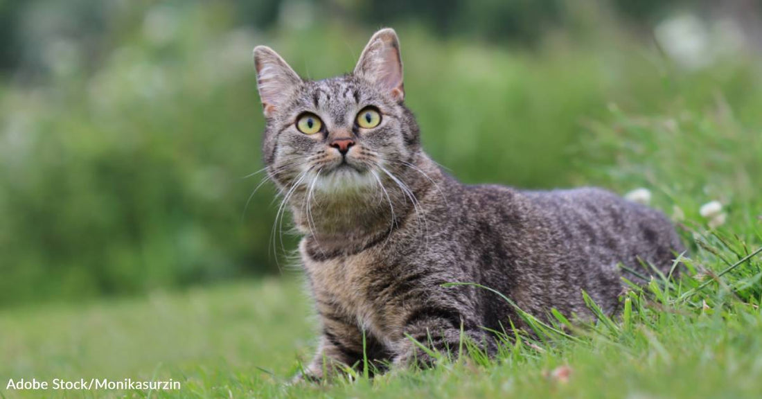 Kitten Survives a Broken Pelvis and Head Trauma After Road Accident