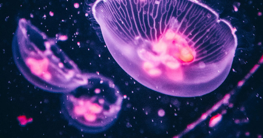 Fun Facts About Jellyfish – Did You Know They Aren’t Even Fish At All?