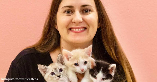 Busy Veterinarian Hosts 28 Foster Kitties While Working Full-Time and Volunteering with Rescue Groups