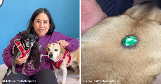 Before Their Viral TikTok Video, Senior Dog Duo Stunned Shelter Staff With Jeweled Foreheads