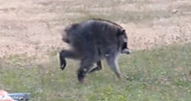 Close-up of a raccoon walking across grass with a raised leg, showing an uneven or distinctive walking motion.