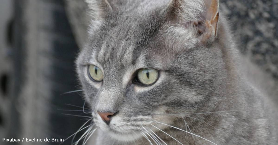 Woman Tries to Duck Out of Animal Shelter, But a Kitten Gets to Her Just in Time