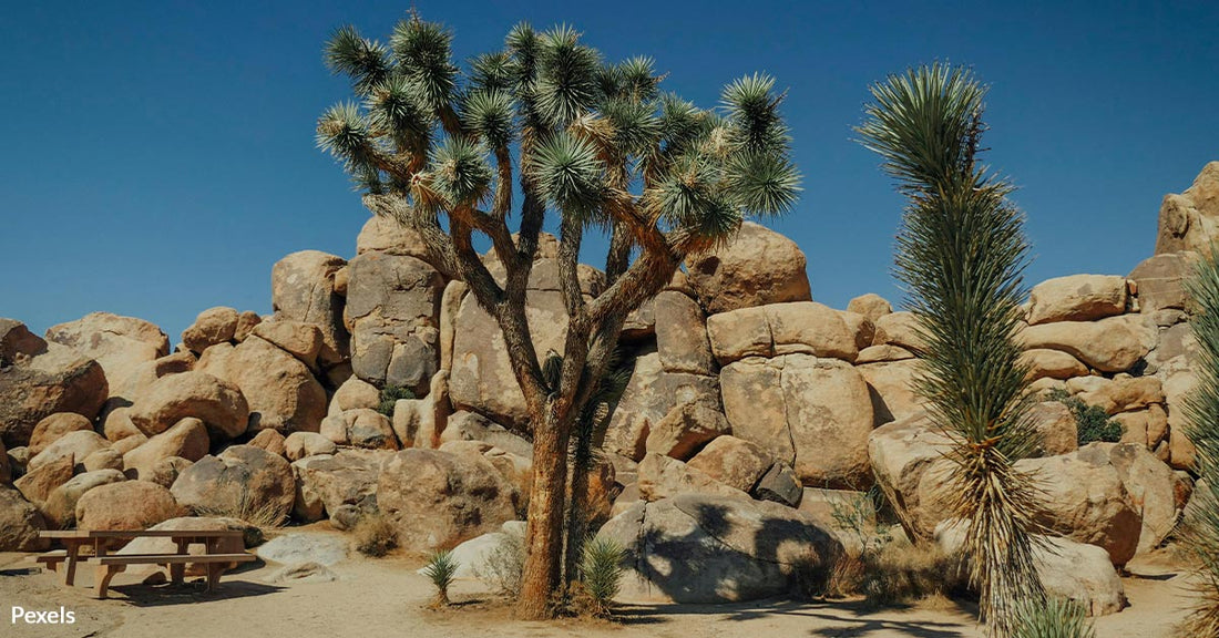 Controversial Solar Farm to Destroy Thousands of Joshua Trees