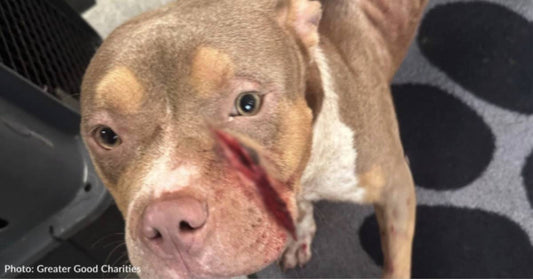 Severely Abused Pit Bull Seeks Help From Elderly Woman