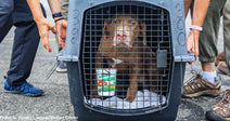 Over 70 Shelter Pets Get Second Chance on Flight to Freedom