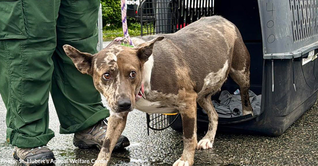 Over 50 Shelter Dogs Land in New Jersey to Find Forever Homes