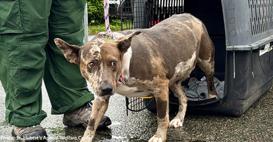 Over 50 Shelter Dogs Land in New Jersey to Find Forever Homes