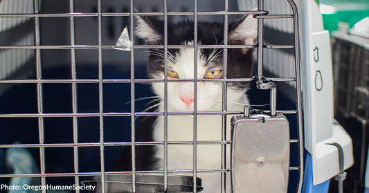 120 Shelter Cats Land in Oregon for a Second Chance